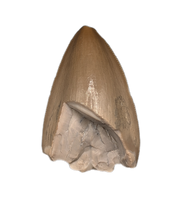 Phytosaur Dentary Tooth, Chinle Formation