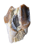 Titanothere(Megacerops) Tooth,  Brule Formation
