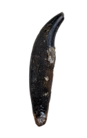 Mammal Canine, Hell Creek Formation
