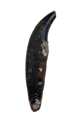 Mammal Canine, Hell Creek Formation