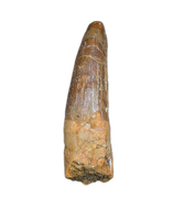 Spinosaurus Tooth