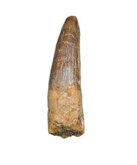 Spinosaurus Tooth