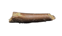 Dromaeosaur (Raptor) Claw, Hell Creek Formation