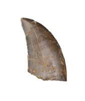 Ceratosaurid Tooth from the Mid Jurassic, Madagascar