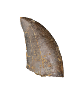 Ceratosaurid Tooth from the Mid Jurassic, Madagascar