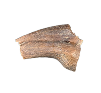 Theropod Hand Claw, Hell Creek Formation