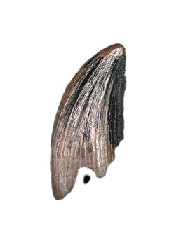 Zapsalis/Paronychodon Tooth, Hell Creek Formation