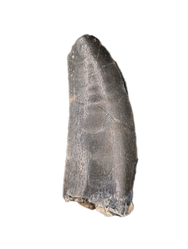 Kryptops Tooth, Elrhaz Formation