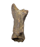 Dromaeosaur (Raptor) Tail Vertebra