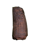 Ichthyovenator Tooth (Rare Spinosaurid), Early Cretaceous