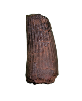 Ichthyovenator Tooth (Rare Spinosaurid), Early Cretaceous