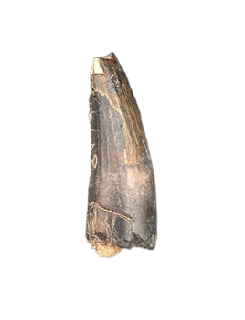 Suchomimus Tooth