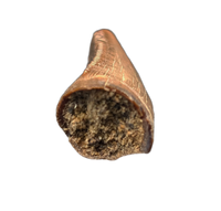 Tyrannosaurus Rex Tooth