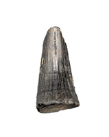 Mosasaur Tooth, Late Cretaceous of North Carolina