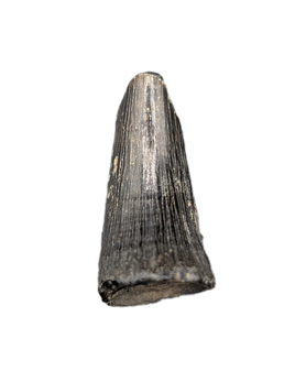 Mosasaur Tooth, Late Cretaceous of North Carolina