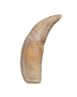 Rooted Mahajangasuchus Tooth