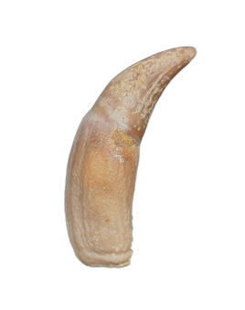 Rooted Mahajangasuchus Tooth