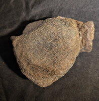 Stegosaurus Vertebrae, Morrison Formation