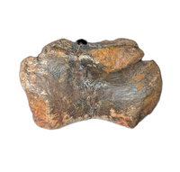 Allosaurus Tail Vertebra, Morrison Formation