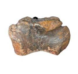 Allosaurus Tail Vertebra, Morrison Formation