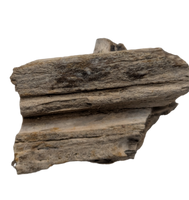 Champsosaurus Jaw Section, Judith River Formation