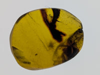 Amber with Spider from Burma. Middle Cretaceous, 99 Million Years Old