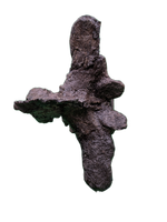 Camptosaurus Vertebra, Morrison Formation