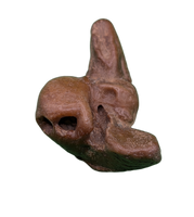 Dolphin (Kentrodontidae) Ear Bone, Calvert Formation, 15-27 Million Years Old