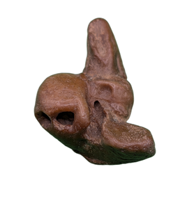 Dolphin (Kentrodontidae) Ear Bone, Calvert Formation, 15-27 Million Years Old