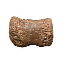 Pachycephalosaurus Vertebra