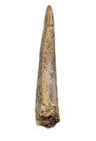 Theropod Tooth from the Mid Jurassic, Madagascar