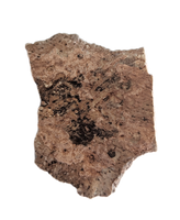 Phytosaur Armor Scute, Chinle Formation