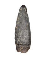 Diplocodid Tooth from the Mid Jurassic, Madagascar