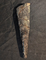 Large Spicomellus (Ankylosaur) Spike, El Mers Formation
