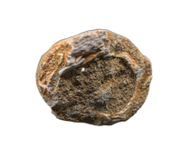 Large Thalassotitan Tooth, Morroco (Mosasaur)