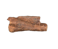 Struthiomimus Tail Vertebra, Hell Creek