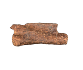 Struthiomimus Tail Vertebra, Hell Creek