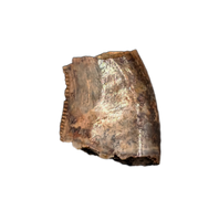 Acheroraptor Tooth from the Hell Creek Formation