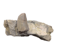 Allosaurus Tooth,  Morrison Formation