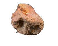 Theropod (Spinosaurus?) Tail Vertebra, Kem Kem