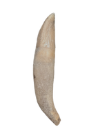 Dolphin Tooth, 15 to 4.5 Million Years Old