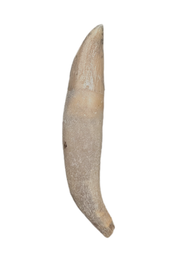 Dolphin Tooth, 15 to 4.5 Million Years Old