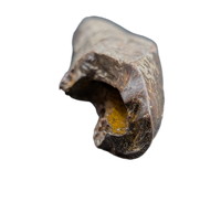 Nanotyrannus Tooth,  Hell Creek Formation