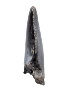 Theropod Tooth,  Morrison Formation