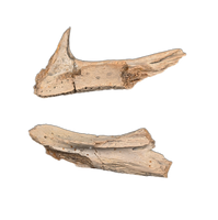Trionyx (Turtle) Upper and Lower Jaw, Hell Creek Formation