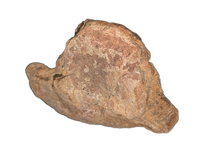 Camarasaurus Astralagus
