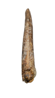 Ceratosaurid Tooth from the Mid Jurassic, Madagascar