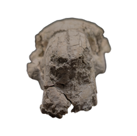 Oreodont skull, Mammal Fossil