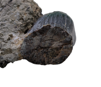 Brachiosaurid Tooth, El Mers Formation
