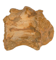 Huge Sigilmassasaurus(Spinosaurid) Neck Vertebra